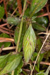 Woodland false buttonweed